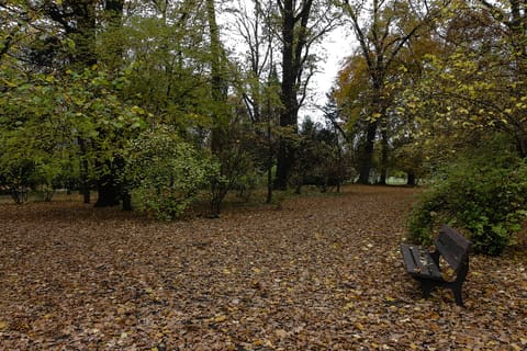 A path covered in fallen leaves through the park in autumn, with a bench beside it under trees in yellow and green.