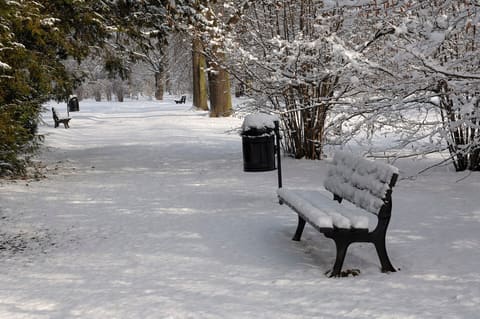 A bench beside a snow-covered path in the park, with a bin and bare trees white with frost.