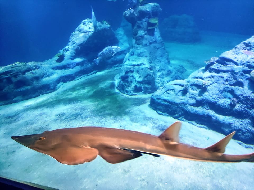 Ein Sägefisch schwimmt durch ein großes Aquarienbecken, gesehen aus dem Unterwassertunnel, dahinter hohe Felsformationen im klaren blauen Wasser.
